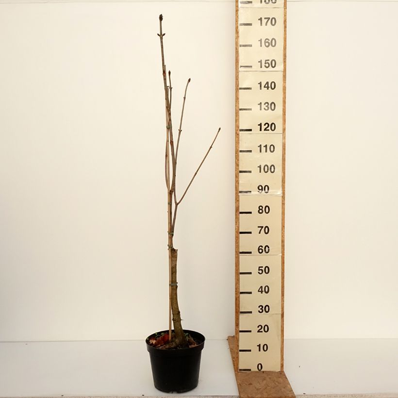 Spécimen de Aesculus x carnea Plantierensis - Marronnier rouge Pot de 7,5L/10L tel que livré en automne