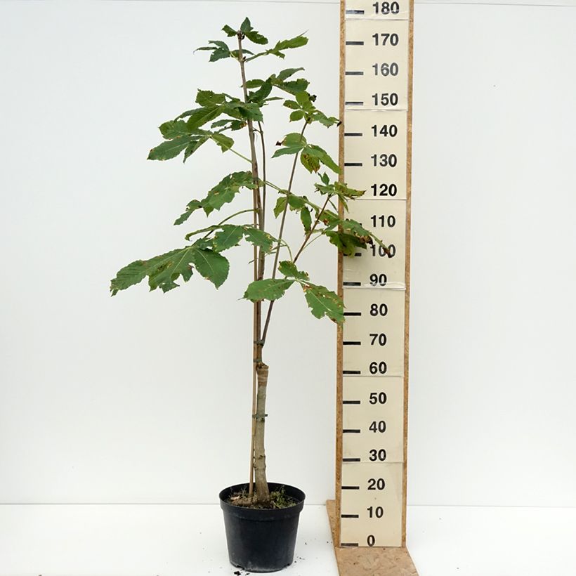 Spécimen de Aesculus x carnea Plantierensis - Marronnier rouge Pot de 7,5L/10L tel que livré en été