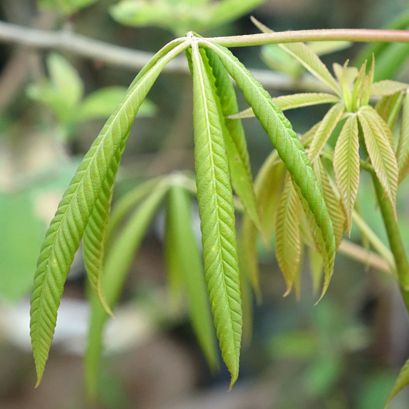 Aesculus x glaucescens - Marronnier aurore (Feuillage)