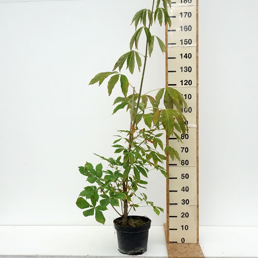 Spécimen de Aesculus x glaucescens - Marronnier aurore Pot de 7,5L/10L tel que livré en été