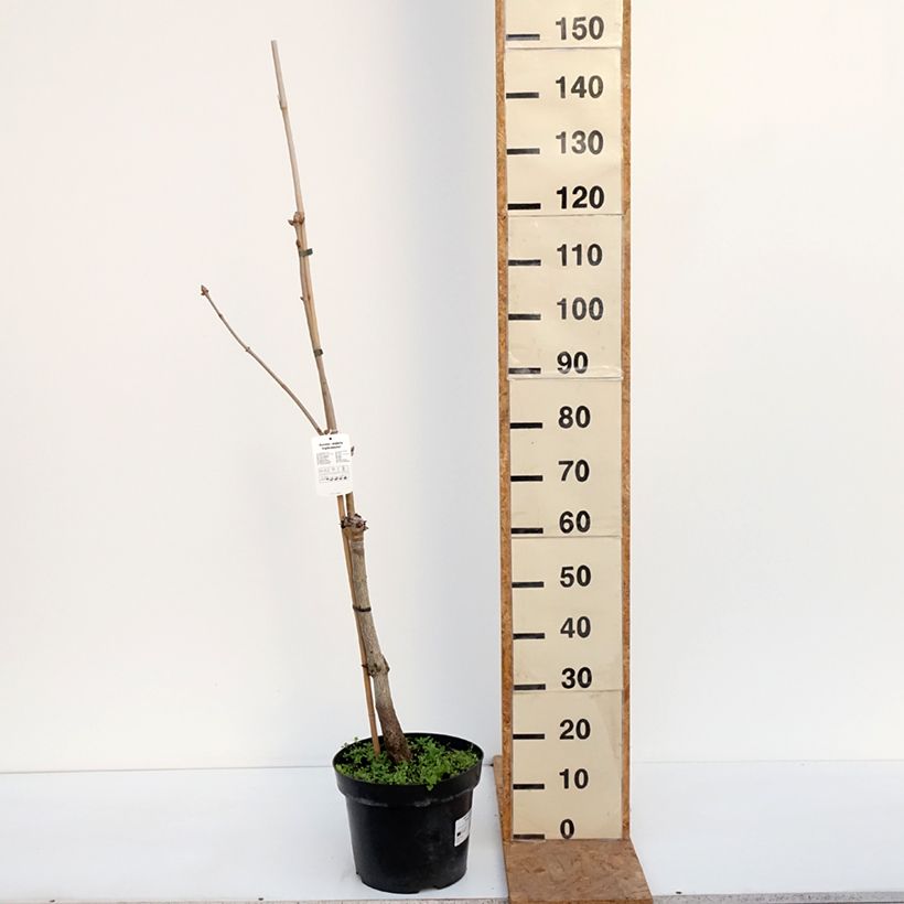 Spécimen de Aesculus x neglecta Erythroblastos - Marronnier d'ornement Pot de 7,5L/10L tel que livré en automne