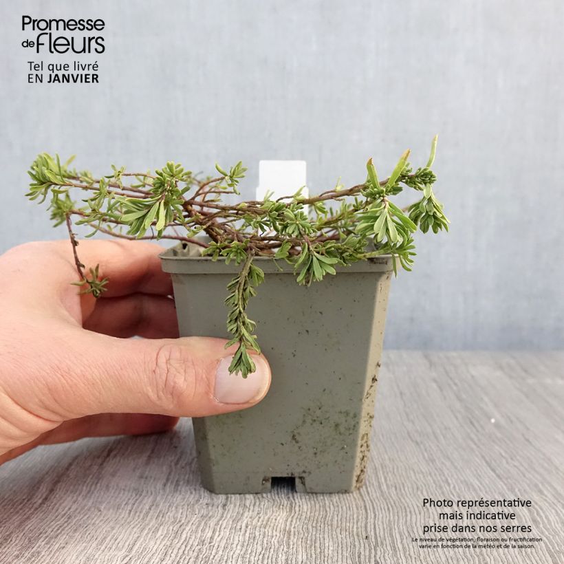 Spécimen de Aethionema Warley Ruber Godet de 8/9 cm tel que livré en hiver