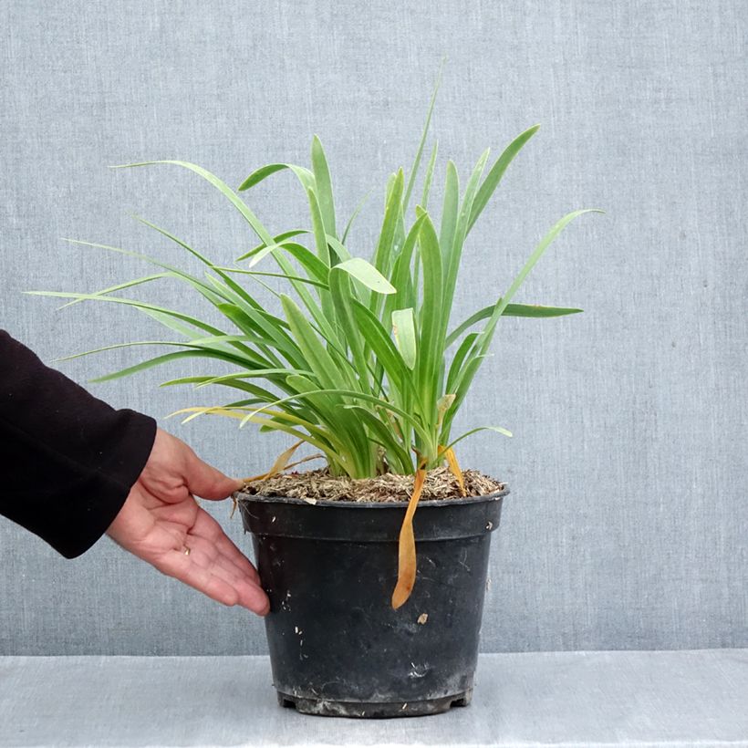 Spécimen de Agapanthe africanus (umbellatus) Albus Pot de 4L/5L tel que livré en automne