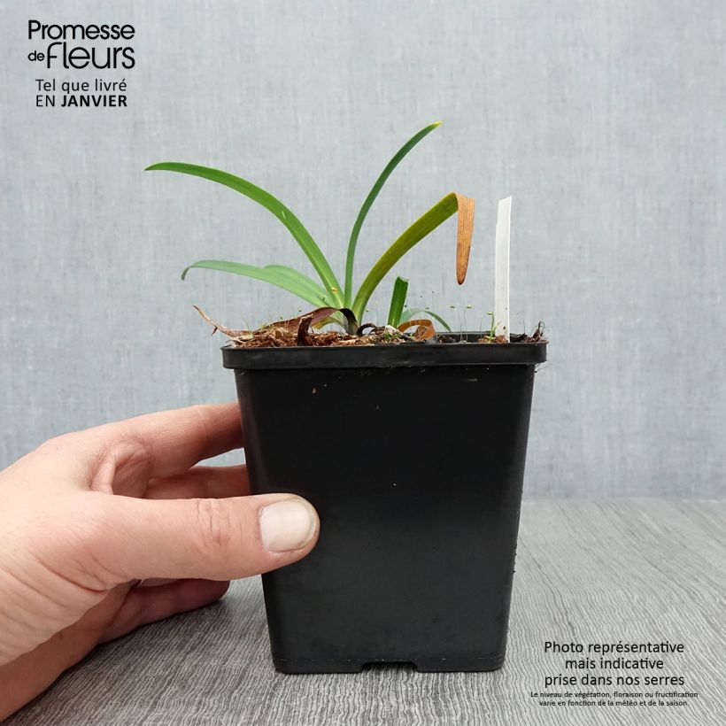 Spécimen de Agapanthe Black Buddhist Godet de 8/9 cm tel que livré en hiver