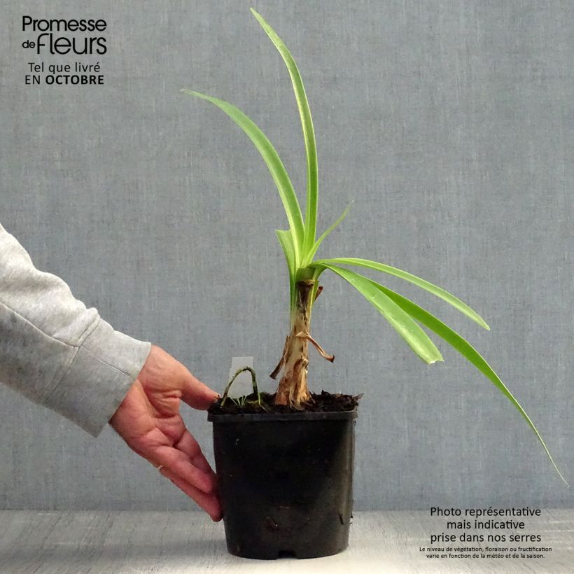 Spécimen de Agapanthe Black Magic Pot de 2L/3L tel que livré en automne