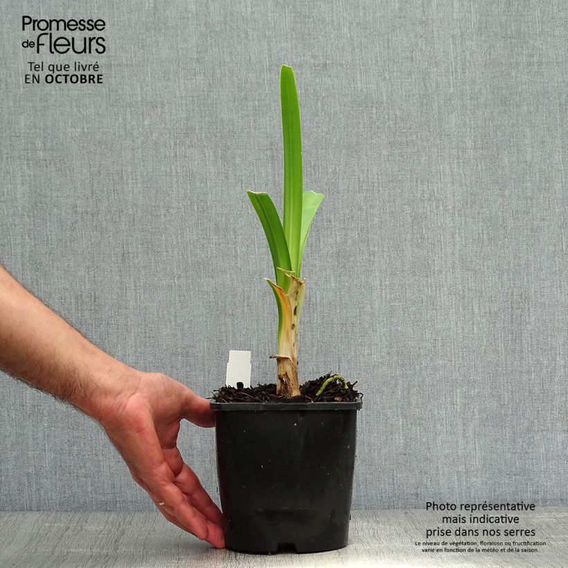 Spécimen de Agapanthe Black Pantha Pot de 2L/3L tel que livré en automne