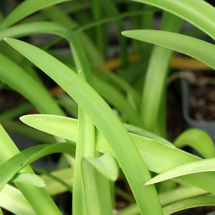 Agapanthe Black Pantha (Feuillage)