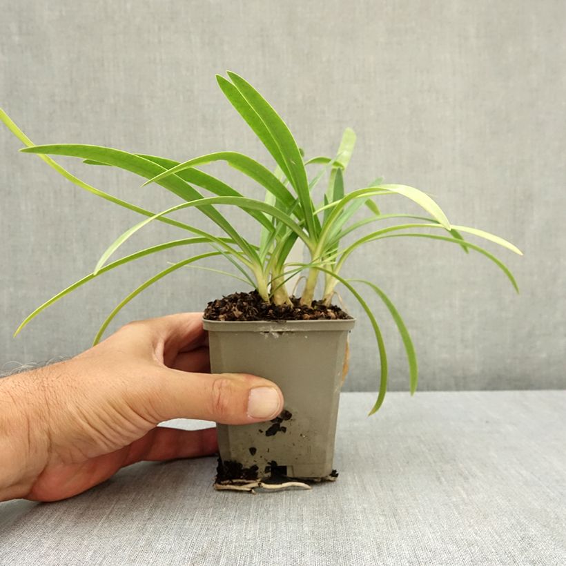 Spécimen de Agapanthe Blue Baby Godet de 8/9 cm tel que livré en été
