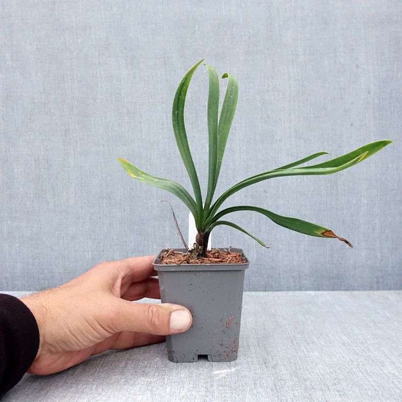 Spécimen de Agapanthe Blue Giant Godet de 8/9 cm tel que livré en automne