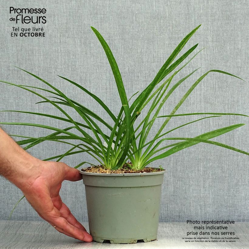 Spécimen de Agapanthe Blue Heaven Pot de 2L/3L tel que livré en automne