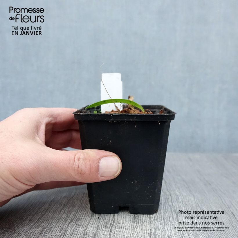 Spécimen de Agapanthe Blue Triumphator Godet de 8/9 cm tel que livré en hiver