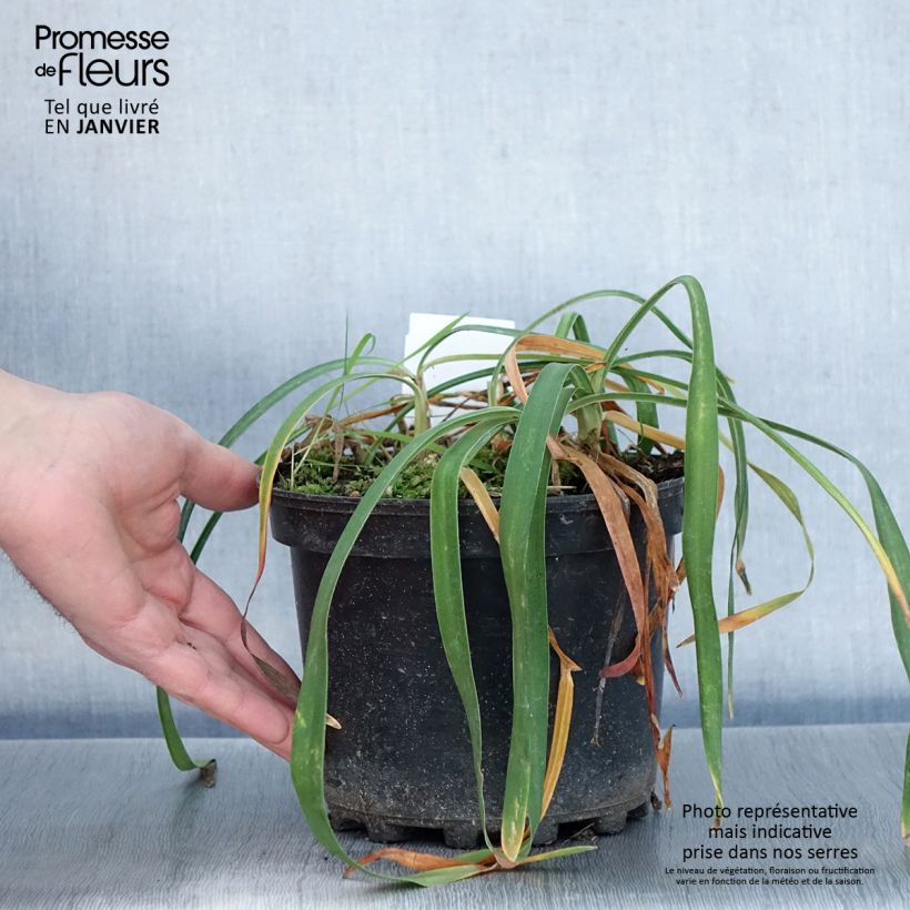 Spécimen de Agapanthe Blue Triumphator Pot de 2L/3L tel que livré en hiver