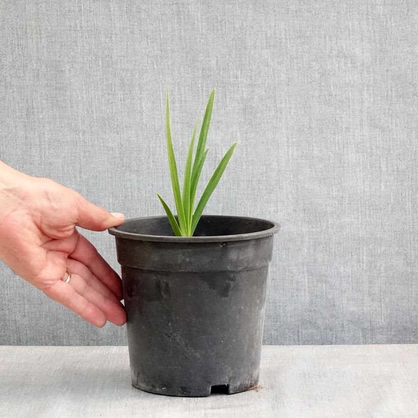 Spécimen de Agapanthe Blue Velvet Pot de 2L/3L tel que livré au printemps