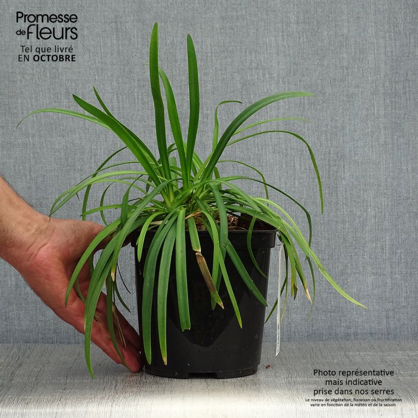 Spécimen de Agapanthe Brilliant Blue Pot de 2L/3L tel que livré en automne