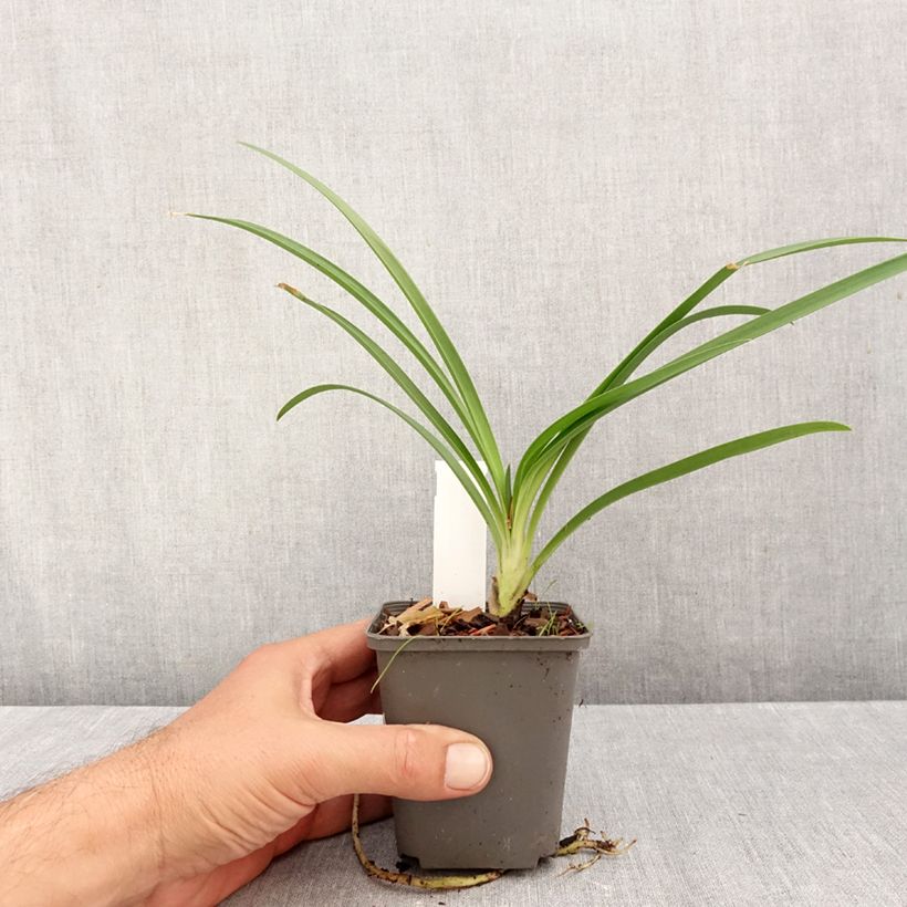 Spécimen de Agapanthe campanulatus var albidus Godet de 8/9 cm tel que livré en automne