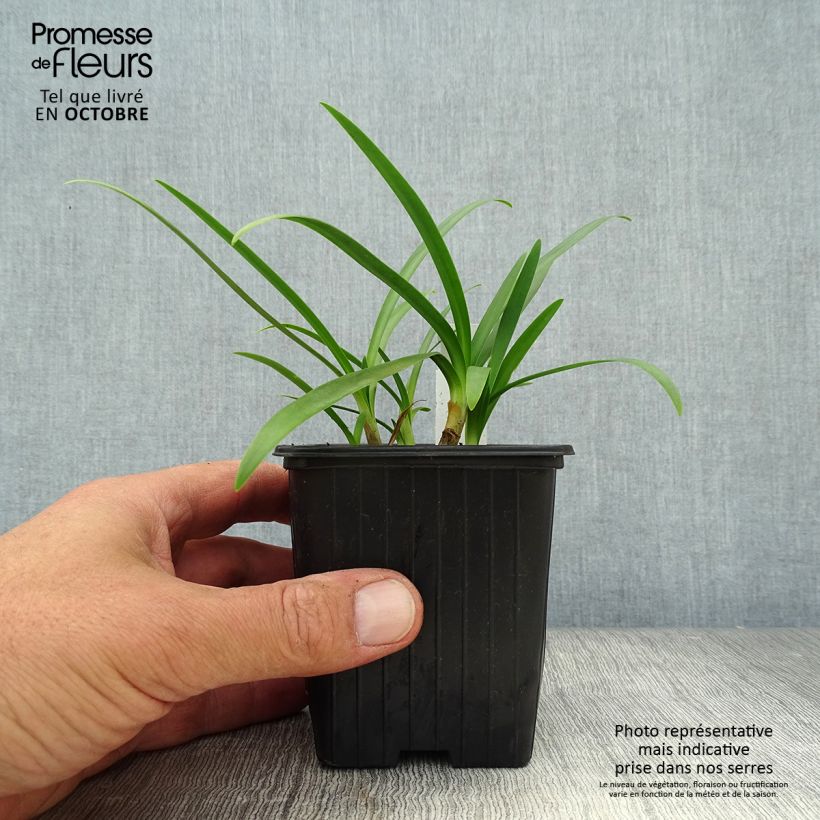 Spécimen de Agapanthe Charlotte Godet de 8/9 cm tel que livré en automne