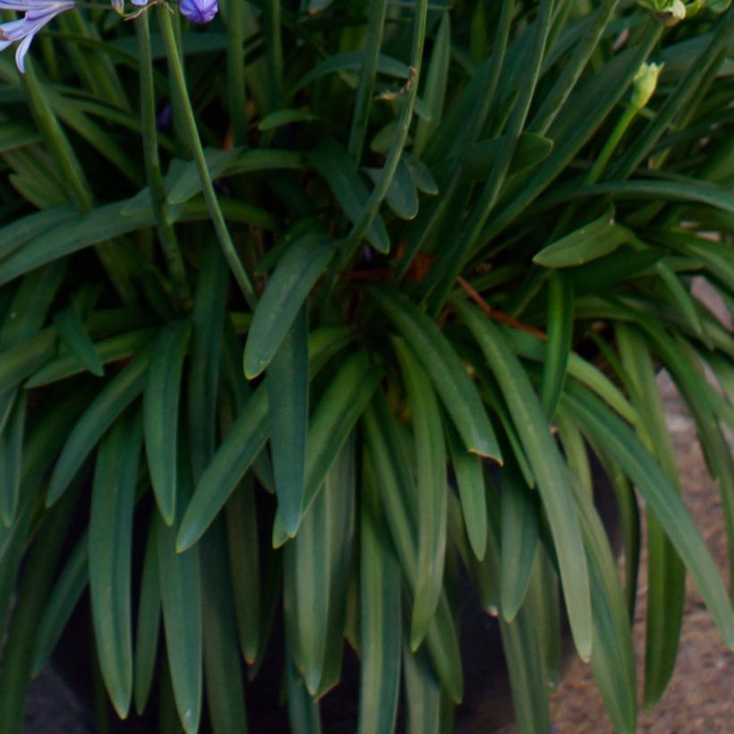 Agapanthe Charlotte (Feuillage)