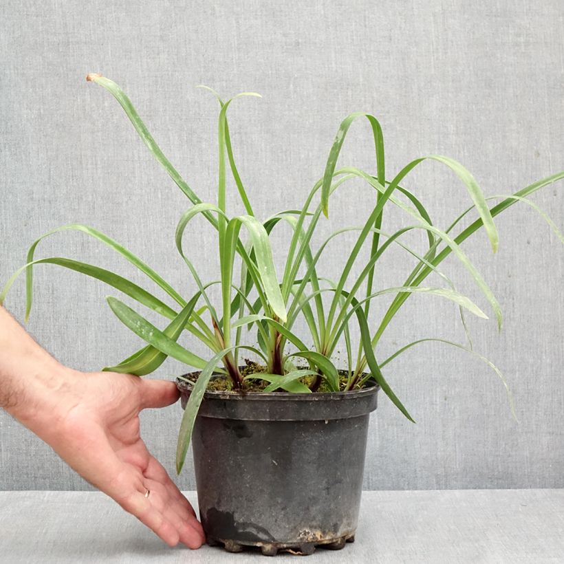 Spécimen de Agapanthe Docteur Brouwer Pot de 2L/3L tel que livré en automne