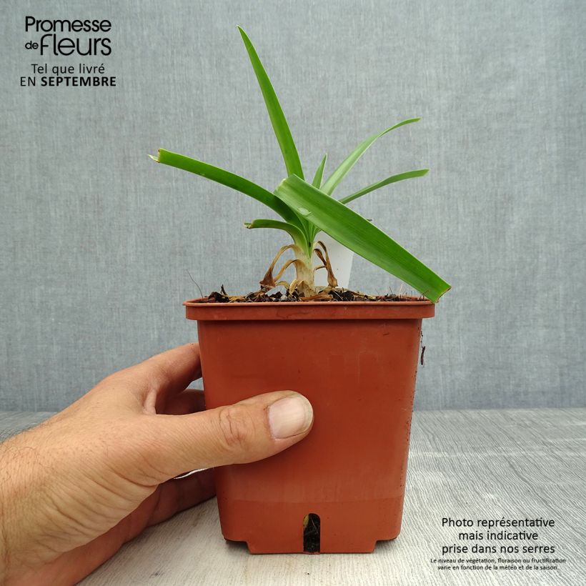 Spécimen de Agapanthe Enigma Pot de 1L/1,5L tel que livré en automne