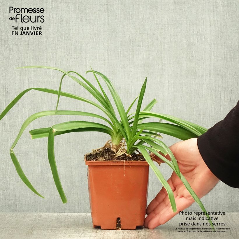 Agapanthus Enigma Vaso da 1L/1,5L esemplare consegnato in inverno