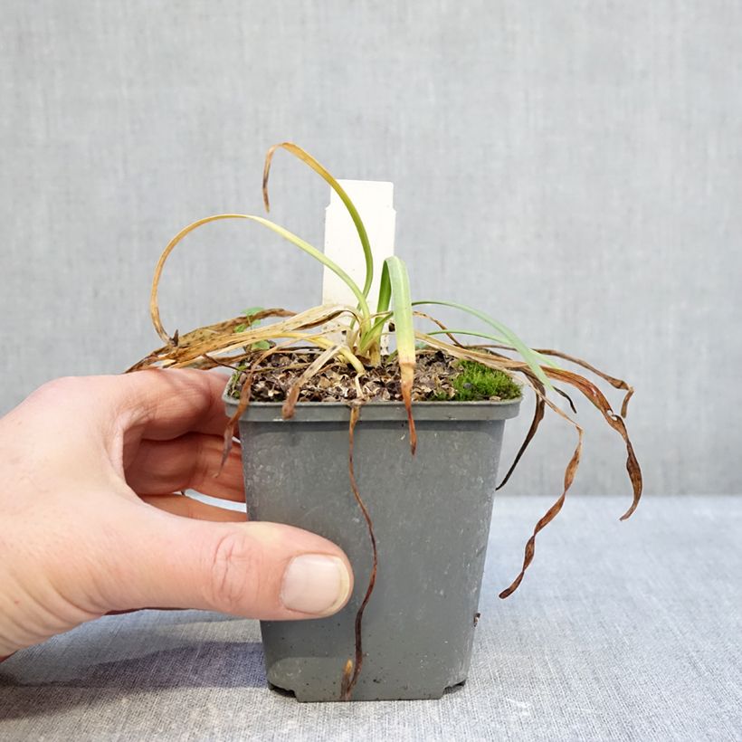 Spécimen de Agapanthe Flower of Love Godet de 8/9 cm tel que livré en hiver