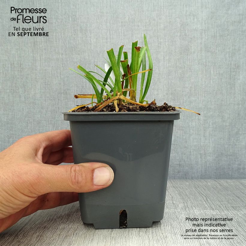 Spécimen de Agapanthe Flower of Love Pot de 1L/1,5L tel que livré en automne