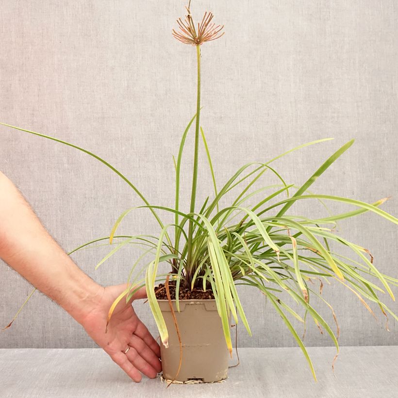 Spécimen de Agapanthe Glacier Stream Godet de 8/9 cm tel que livré en automne