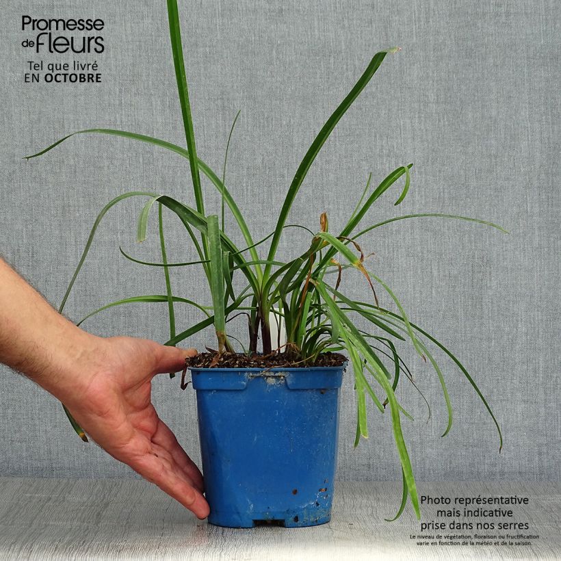 Spécimen de Agapanthe Glacier Stream Pot de 2L/3L tel que livré en automne