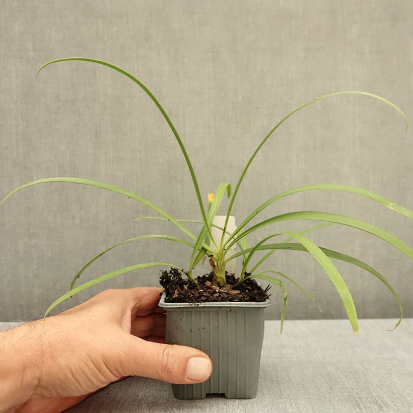 Spécimen de Agapanthe hybride Ever Sapphire Godet de 8/9 cm tel que livré en automne