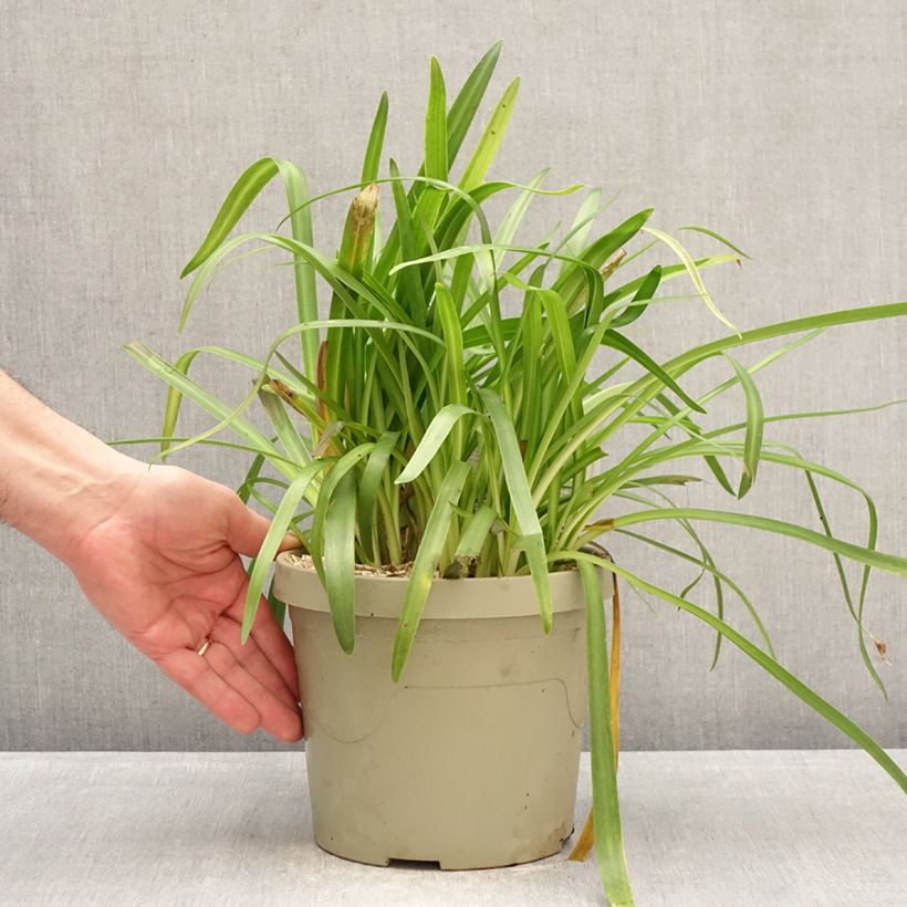 Agapanthus Ever White Vaso da 3L/4L esemplare consegnato in inverno