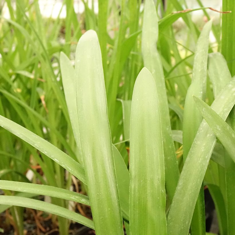 Agapanthe hybride Fireworks (Feuillage)