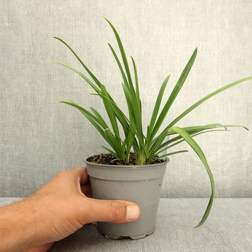 Spécimen de Agapanthe hybride Poppin' Pink Pot de 12 cm / 13 cm tel que livré en été