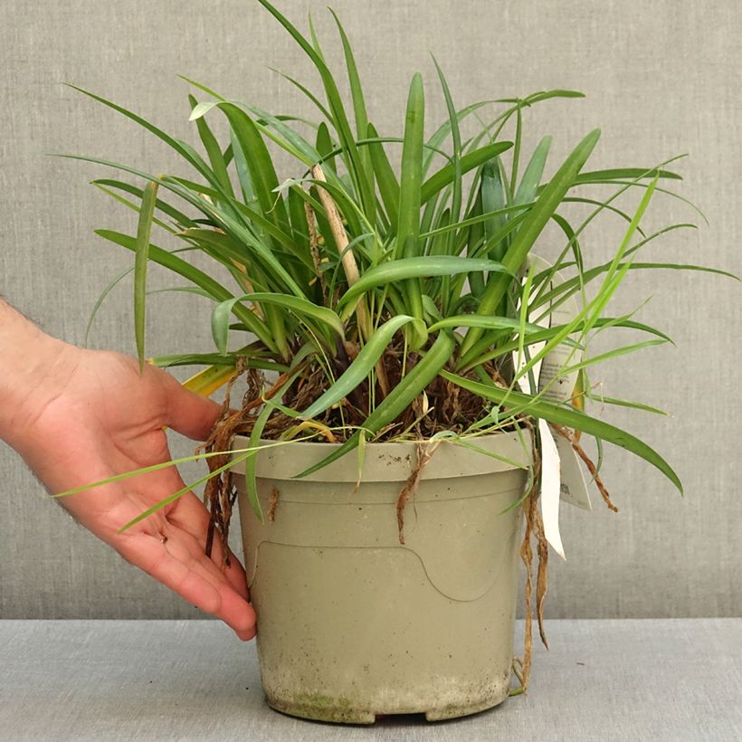 Spécimen de Agapanthe hybride Poppin' Purple Pot de 3L/4L tel que livré en automne