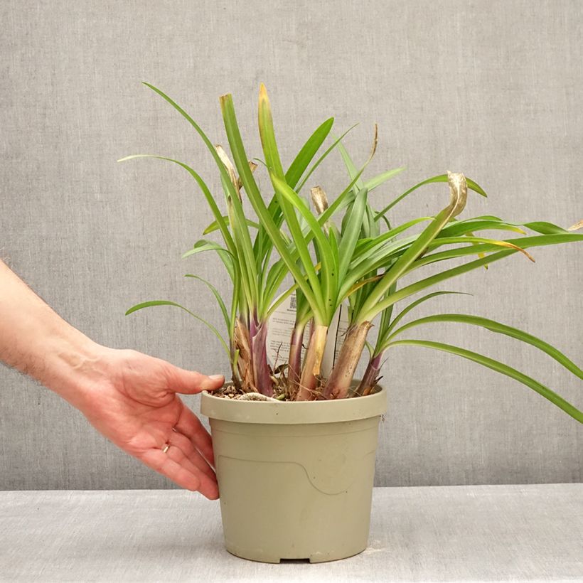 Spécimen de Agapanthe hybride Poppin' Purple Pot de 3L/4L tel que livré en hiver