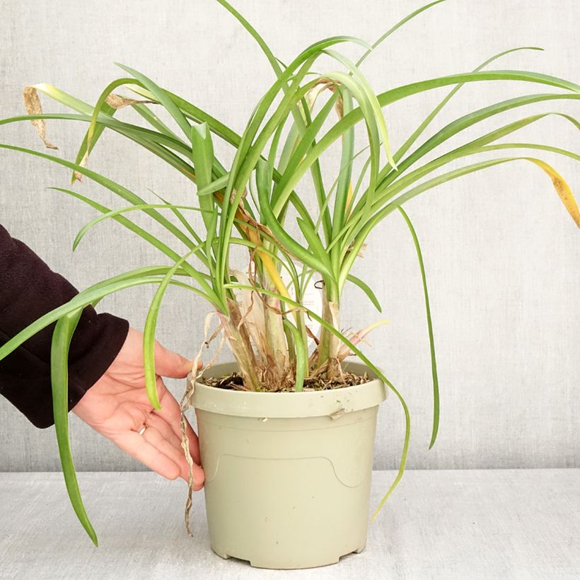 Spécimen de Agapanthe hybride Poppin' Purple Pot de 3L/4L tel que livré au printemps