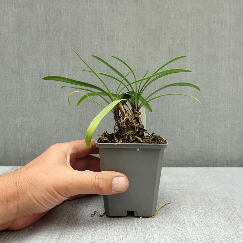 Spécimen de Agapanthe hybride Star Poppin’ Star (AMDB002) Godet de 8/9 cm tel que livré en été