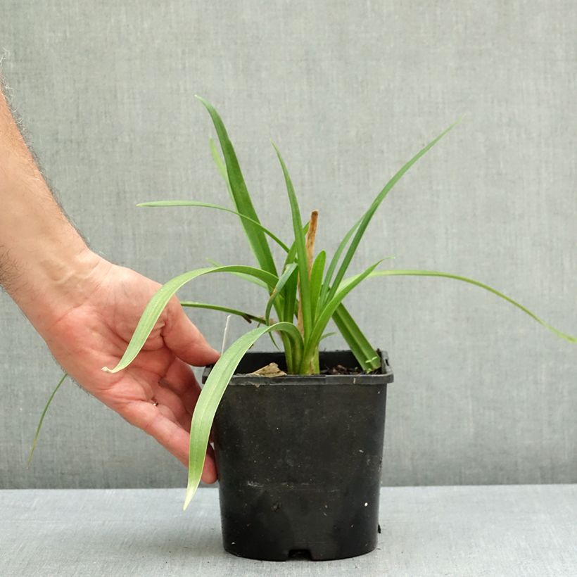 Spécimen de Agapanthe hybride Star Poppin’ Star (AMDB002) Pot de 2L/3L tel que livré en automne