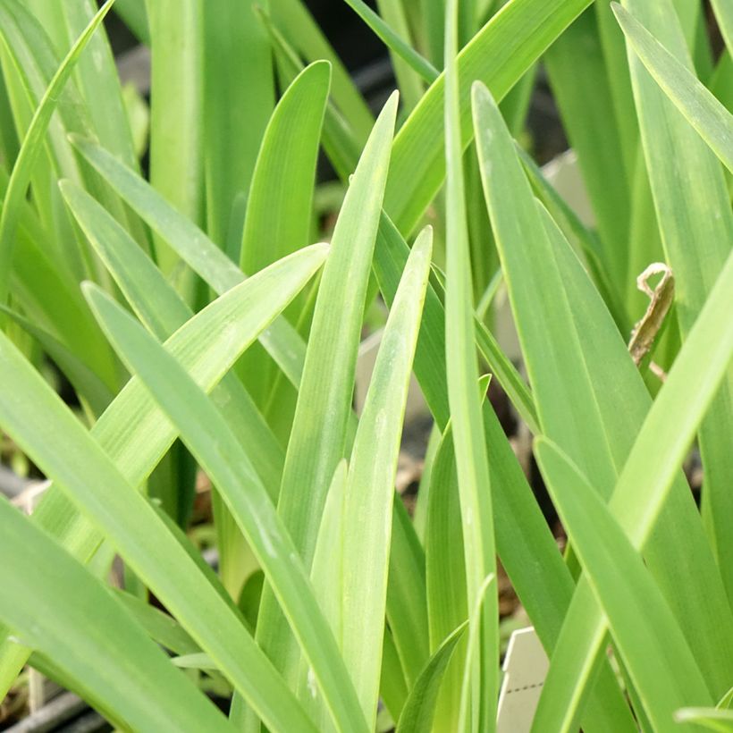 Agapanthe Intermedius (Feuillage)