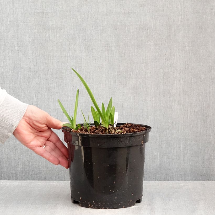 Spécimen de Agapanthe Intermedius Pot de 4L/5L tel que livré en hiver