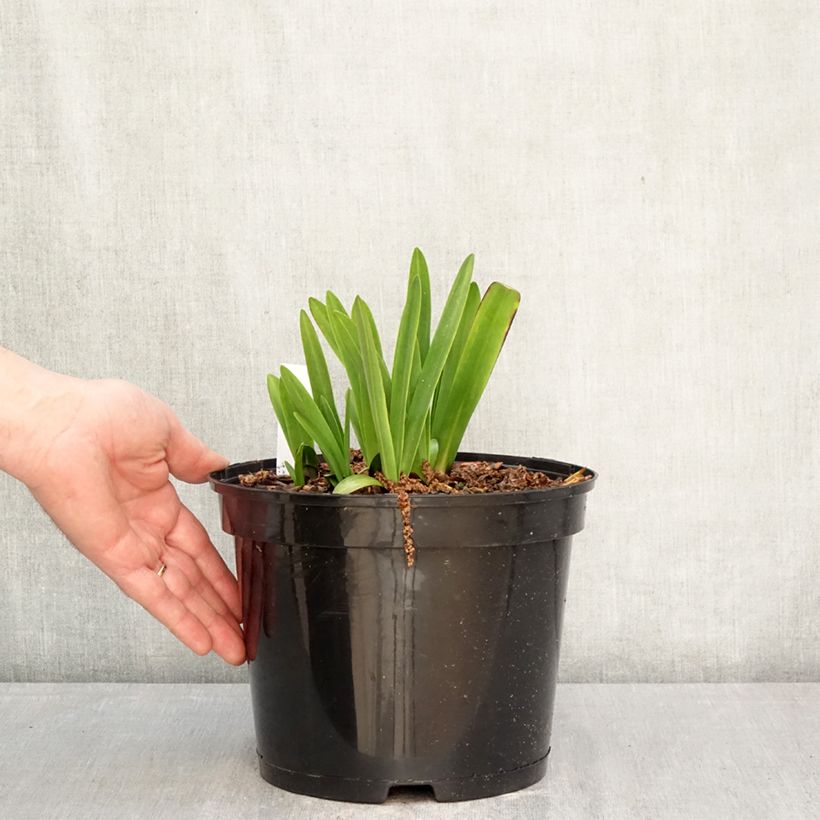 Spécimen de Agapanthe Intermedius Pot de 4L/5L tel que livré au printemps