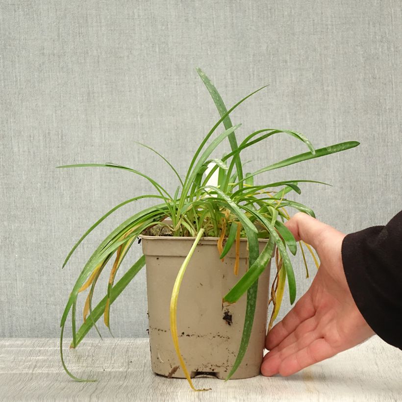 Spécimen de Agapanthe Lapis Lazuli Pot de 2L/3L tel que livré en automne
