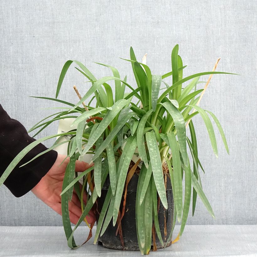 Spécimen de Agapanthe Mi Casa Pot de 3L/4L tel que livré en hiver