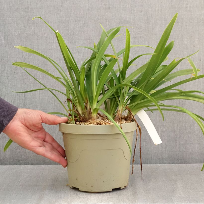 Spécimen de Agapanthe Midnight Sky Pot de 3L/4L tel que livré en automne