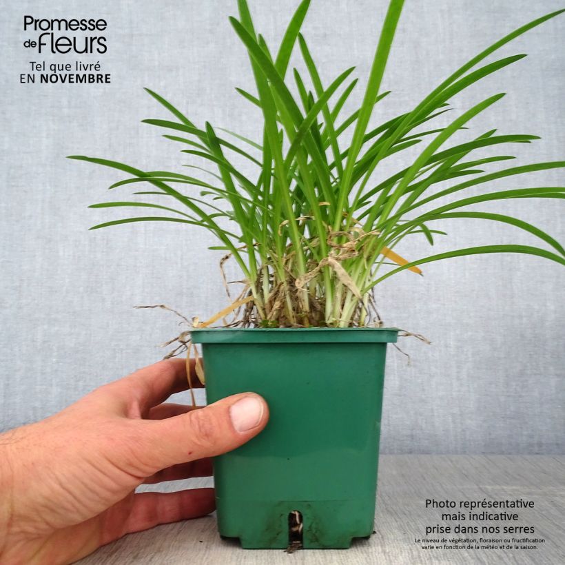 Spécimen de Agapanthe Peter Pan Pot de 1L/1,5L tel que livré en automne