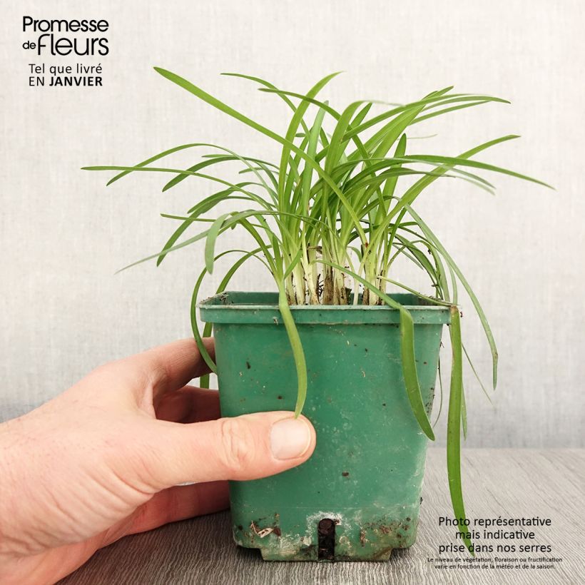 Spécimen de Agapanthe Peter Pan Pot de 1L/1,5L tel que livré en hiver