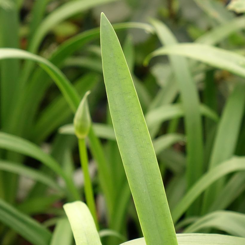 Agapanthe Pitchoune Violet (Feuillage)