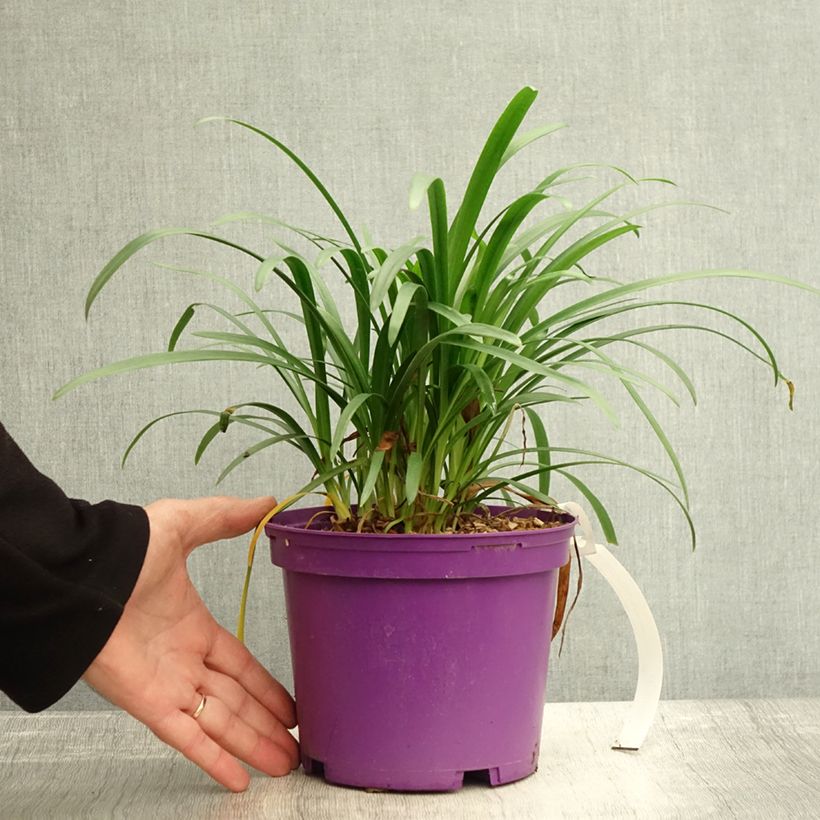 Spécimen de Agapanthe Pitchoune Violet Pot de 3L/4L tel que livré en automne