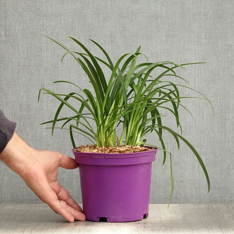 Spécimen de Agapanthe Pitchoune Violet Pot de 3L/4L tel que livré en été