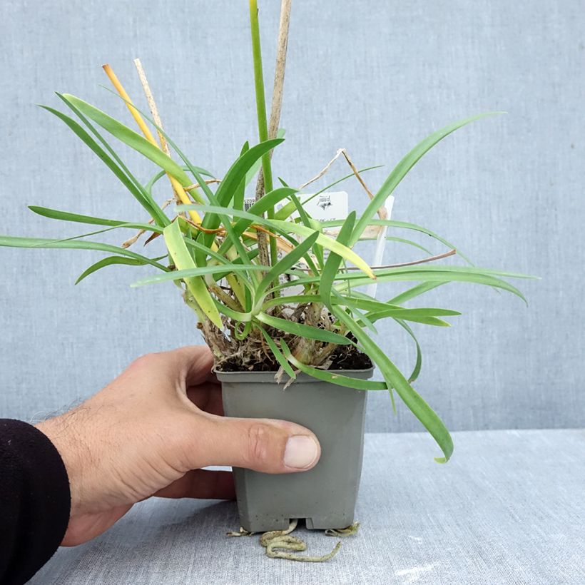 Spécimen de Agapanthe praecox Sofie Godet de 8/9 cm tel que livré en automne