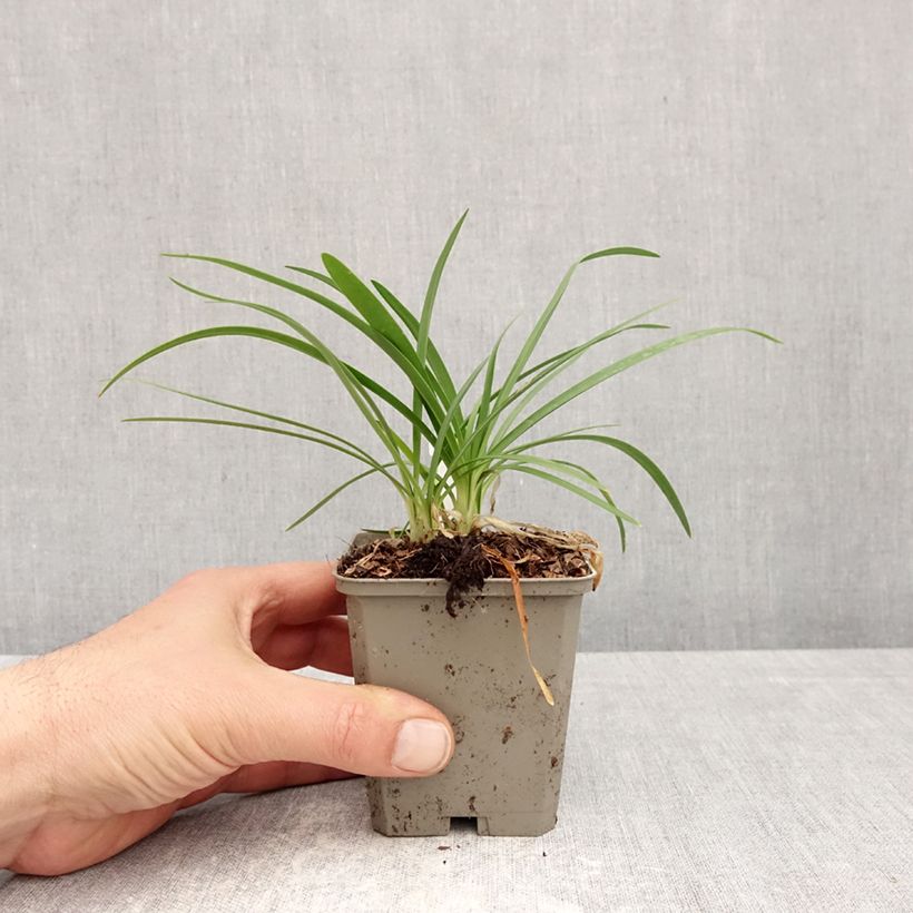Spécimen de Agapanthe praecox Sofie Godet de 8/9 cm tel que livré au printemps